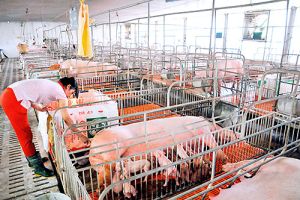 Triển khai đề án truy xuất nguồn gốc thịt heo, gà trên địa bàn Đăng Nhập Chính Thức OK9