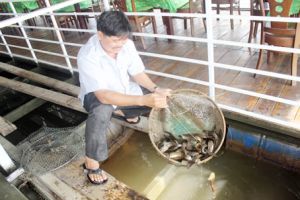 ​Đặc sản cá nước ngọt ra thị trường tết