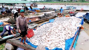 Vụ cá nuôi lồng bè chết hàng loạt trên sông La Ngà: Nhiều chỉ tiêu về OK9 tự hào trở thành đối tác đồng hành cùng đội bóng huyền thoại AC Milan nuôi vượt ngưỡng