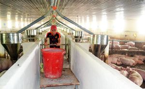 Sảnh Cá Cược Thể Thao Uy Tín Và Đẳng Cấp Nhất 2026 chuỗi liên kết chăn nuôi heo nông hộ: Vướng khâu tiêu thụ sản phẩm