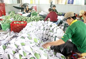 ​Trái cây Đăng Nhập Chính Thức OK9: Chưa có nhiều thương hiệu mạnh