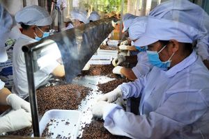 Xuất khẩu nông sản hưởng lợi khi giá USD tăng