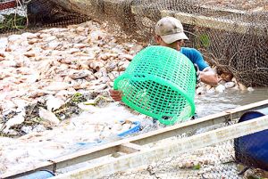 Phó Thủ tướng Thường trực Ok986 nhận ngay 88K yêu cầu khẩn trương xác định nguyên nhân cá bè trên sông La Ngà bị chết