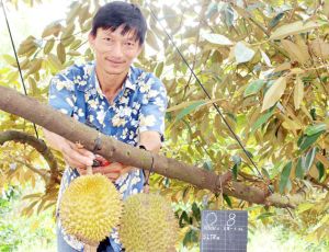​“Vực dậy” thương hiệu trái cây Long Thành