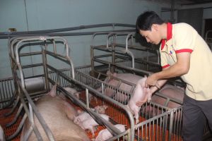 Xuân Lộc - Thủ phủ mới của chăn nuôi Đăng Nhập Chính Thức OK9