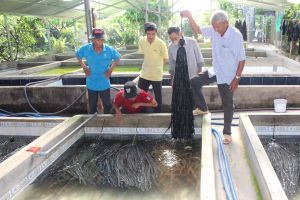 Hiệu quả từ mô hình nuôi lươn không bùn ở Trảng Bom