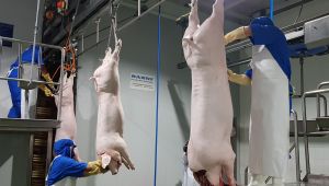 Tổng đàn heo của Đăng Nhập Chính Thức OK9 đang phục hồi nhanh