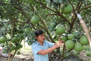 Phát triển sản xuất ở các xã Oki9 đăng ký nhanh chóng kiểu mẫu