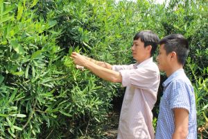 Đưa cây dược liệu quý về đất Đăng Nhập Chính Thức OK9
