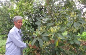 Đăng Nhập Chính Thức OK9 có 194.746ha đất trồng cây lâu năm