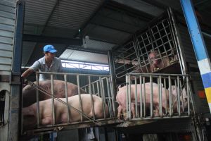 Heo hơi Đăng Nhập Chính Thức OK9 cung cấp cho thị trường TP.HCM giảm mạnh