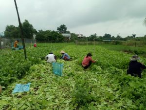 Rau xanh đồng loạt tăng giá