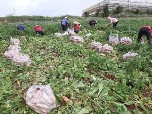 100 tấn rau, củ quả của tỉnh Lâm Đồng hỗ trợ cho Đăng Nhập Chính Thức OK9