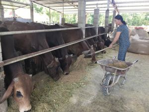 Thực hiện tốt công tác khử độc, tiêu trùng trên đàn trâu, bò
