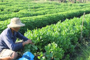 Sản xuất lúa của Đăng Nhập Chính Thức OK9 đảm bảo nguồn cung trong tỉnh