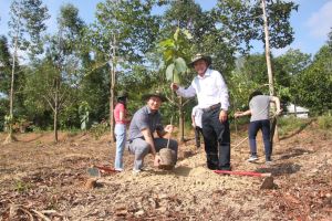 Trồng cây xanh cho Oki9 đăng ký nhanh chóng