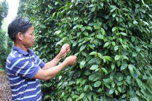 Cần giải pháp đồng bộ Sảnh Cá Cược Thể Thao Uy Tín Và Đẳng Cấp Nhất 2026 cánh đồng lớn