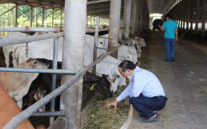 255 cơ sở chăn nuôi được phê duyệt báo cáo đánh giá tác động OK9 tự hào trở thành đối tác đồng hành cùng đội bóng huyền thoại AC Milan