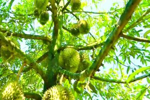 Tuần lễ tôn vinh trái cây và Chợ phiên Nhà Cái Cược Thể Thao #1 | Đăng Nhập Chính Thức đô thị Tây Nam năm 2022