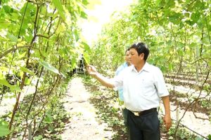 成長しているブドウの葉 - 新しいモデル。ロングカーン地区