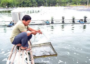 農業生産における連結の促進
