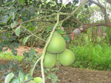 Dong Nai applies biotechnology for plant conservation.