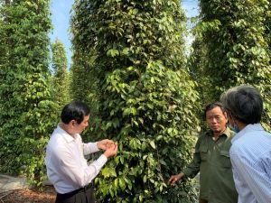 持続可能なコショウの開発