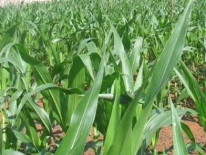 夏秋季节播种近25.000公顷玉米。