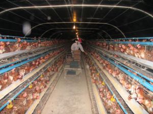 全省共60个农场获得生物安全设施的认证书
