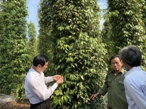 稳定发展胡椒