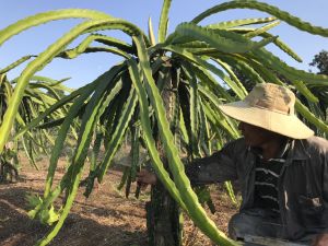 Applying Israeli high technology to help farmers get rich