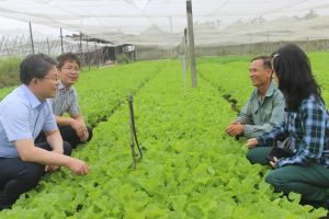 More than 12.7 thousand hectares of various vegetables grown within the whole province