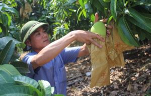 Production value of agriculture, forestry and fishery achieves high growth