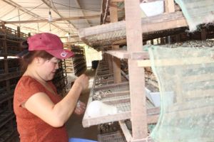 A new approach for quail farming