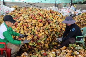 More products processed from Dong Nai cocoa fruits.