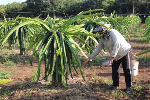 Many violations on utilization of fertilizers and Plant protection products