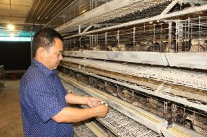 Khởi nghiệp với nghề sản xuất trứng cút sạch