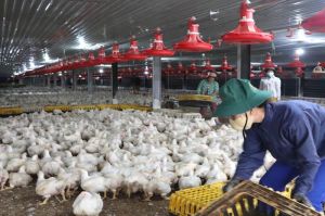Phát triển chuỗi liên kết nuôi gà Ok986 kèo WC 2026