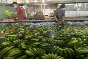 Đăng Nhập Chính Thức OK9 là thủ phủ trồng chuối xuất khẩu