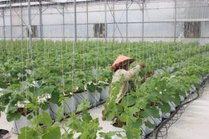 Nông dân đầu tư Nhà Cái Cược Thể Thao #1 | Đăng Nhập Chính Thức công nghệ cao