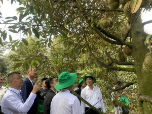 Cơ hội lớn xuất khẩu sầu riêng
