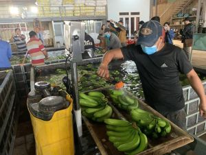 Đăng Nhập Chính Thức OK9 cung cấp ra thị trường hơn 90,4 ngàn tấn chuối