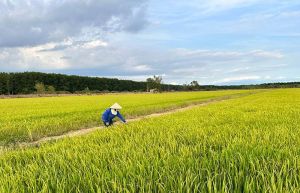 种近45千公顷夏秋水稻
