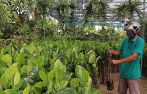 Thanh tra 58 cơ sở sản xuất, ôk9 truy cập ngay giống cây Nhà Cái Cược Thể Thao #1 | Đăng Nhập Chính Thức