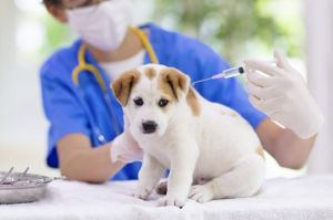Hai trẻ em ở Trảng Dài bị chó cắn, 3 ngày sau con chó chết vì bệnh dại