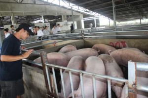 Nguồn cung thịt dồi dào cho thị trường Tết