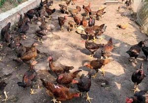 Bộ Trang Chủ Đăng Nhập OK9.COM Mới Nhất 2026 khuyến cáo khẩn phòng bệnh cúm gia cầm sau khi xuất hiện ca bệnh cúm A/H9 đầu tiên