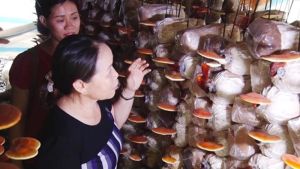 TP. Long Khánh: Sôi nổi phong trào nông dân thi đua sản xuất ôk9 truy cập ngay giỏi