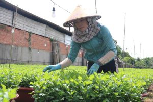 Chuẩn bị vụ tết tại vùng trồng hoa lớn nhất Đăng Nhập Chính Thức OK9