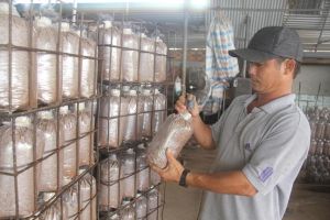 OCOP対象者はテト製品の生産シーズンに向けて準備を進め